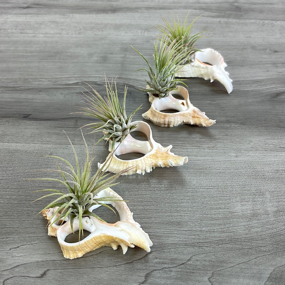 🔆AIR PLANT BUDDY🔆 WITH REAL SEA SHELL HAND MADE AND UNIQUE - Picture 2 of 11